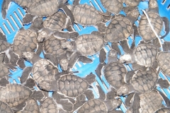 Baby-turtles